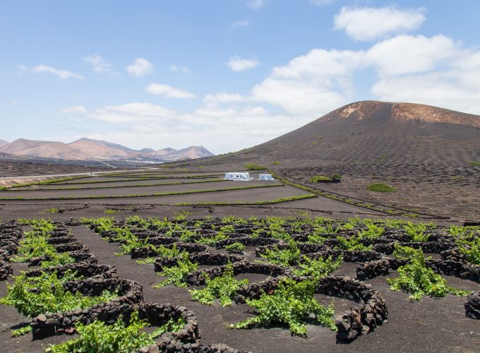 Wijngaarden Lanzarote Vulkane