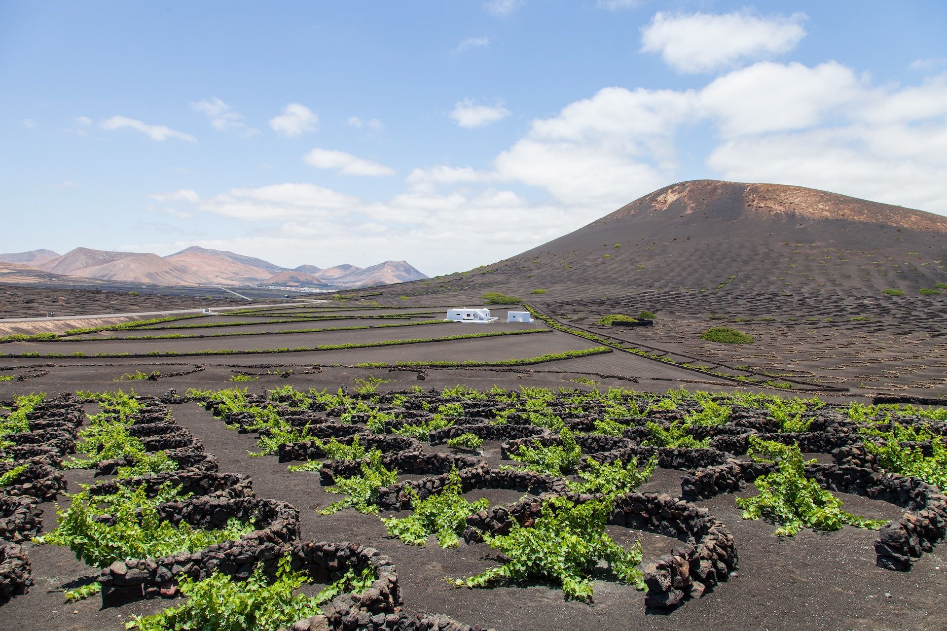 Wijngaarden Lanzarote Vulkanen