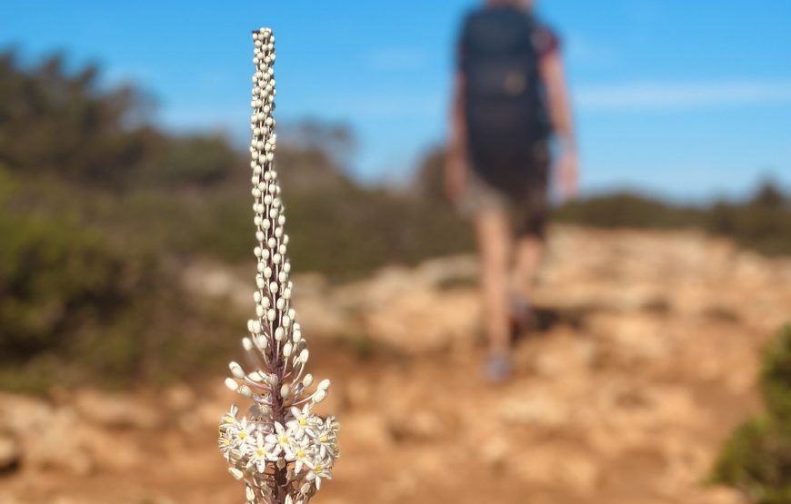 CAMI DE CAVALLS SOUTH MENORCA | CIUTADELLA – MAO’ | 8 DAYS |