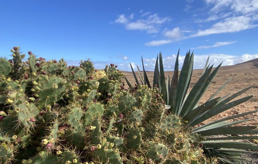 13-daagse wandeling op Lanzarote en Fuerteventura