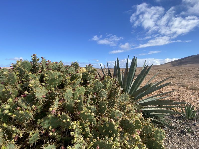 Fuerteventura
