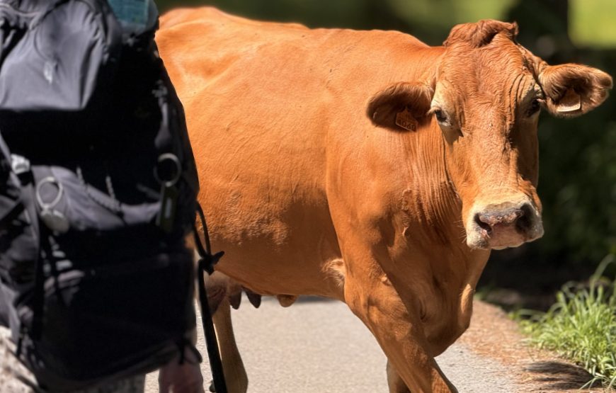 8-daagse Camino del Norte lopen van Vilalba naar Santiago