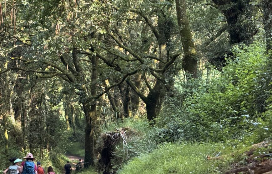8 DAYS CAMINO INGLES FROM FERROL TO SANTIAGO