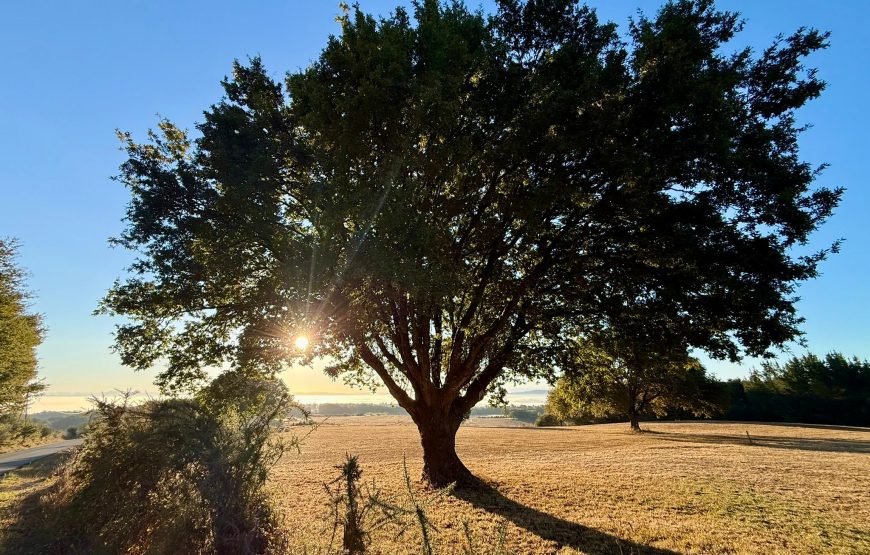 Camino de Invierno: Ponferrada – Santiago de Compostela (14 dagen)
